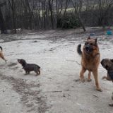 Bulli und Lenny Fritzi und Alina